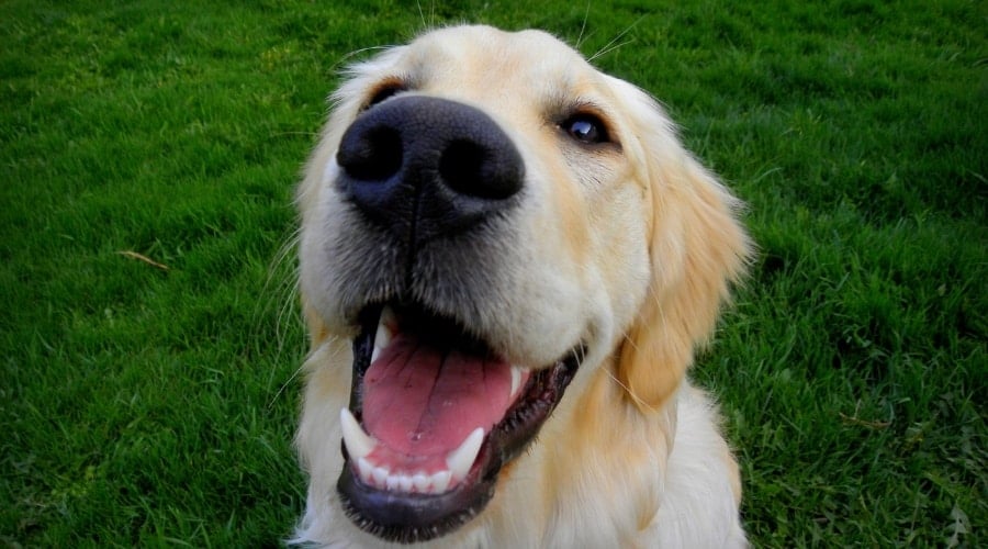 Golden Retriever outdoors in Grass