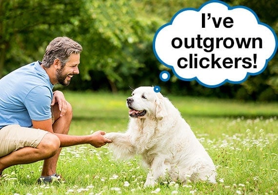 Golden Retriever shaking hand in park without a clicker