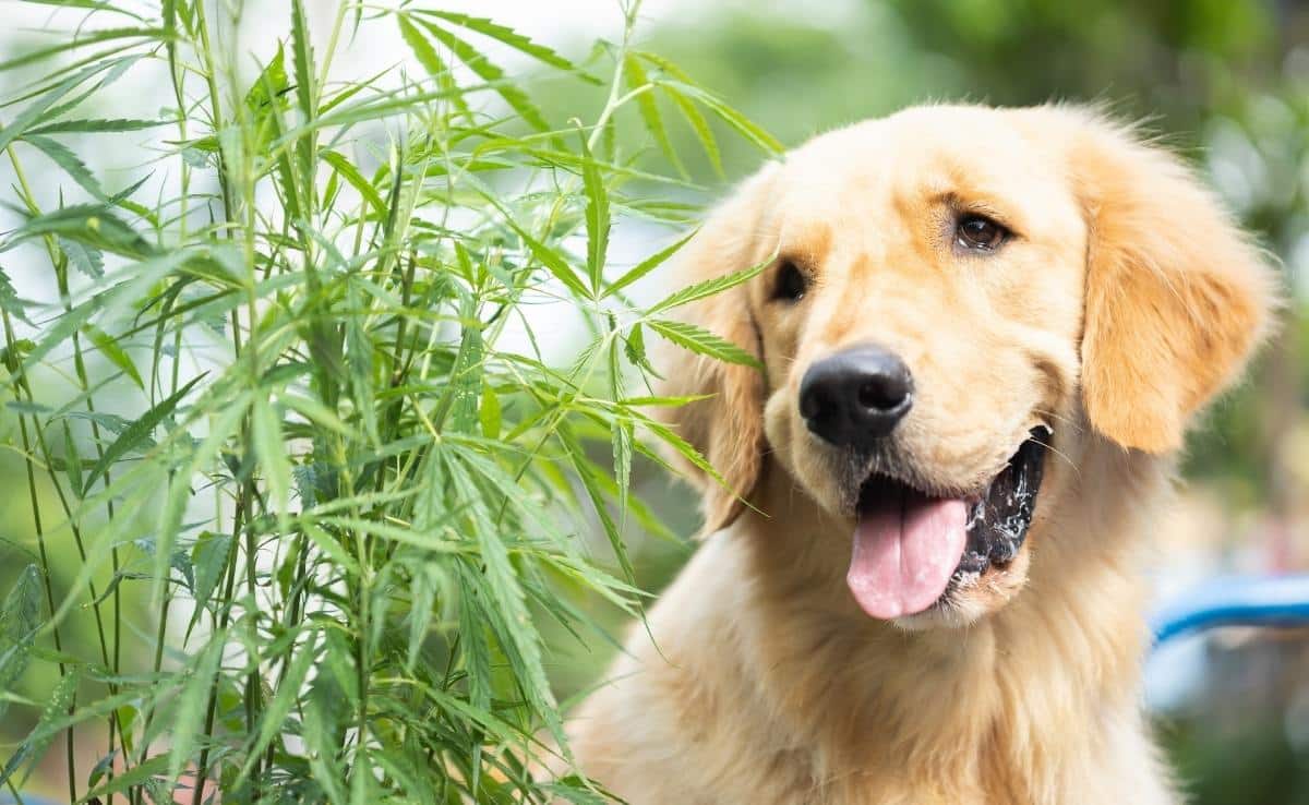 Golden Retriever sitting beside a green marijuana tree