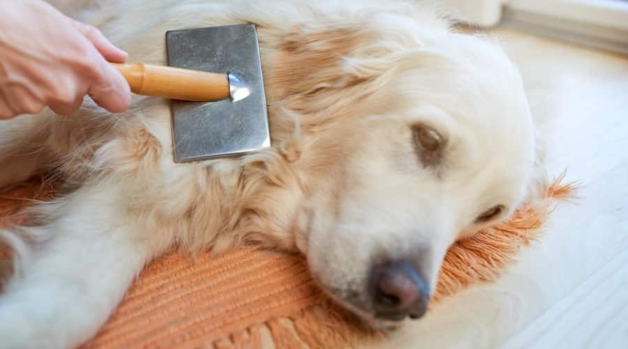 Golden Retriever being brushed.