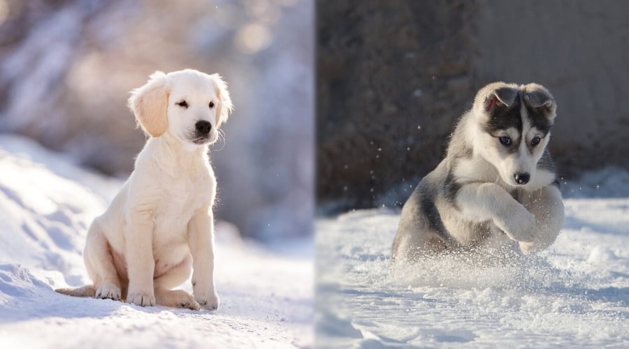 Golden Retriever vs Husky Puppy Outdoors