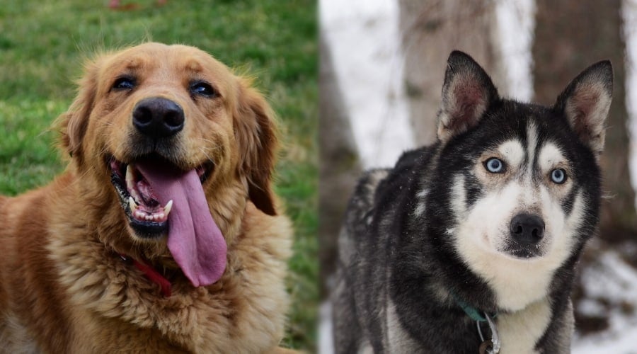 Golden Retriever vs Husky Temperament