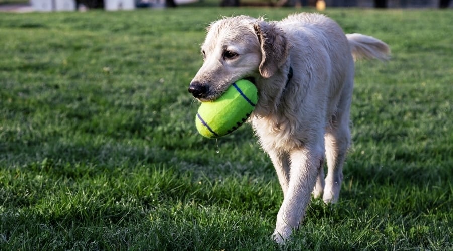 Golden Retriever with Kong Tennis Ball