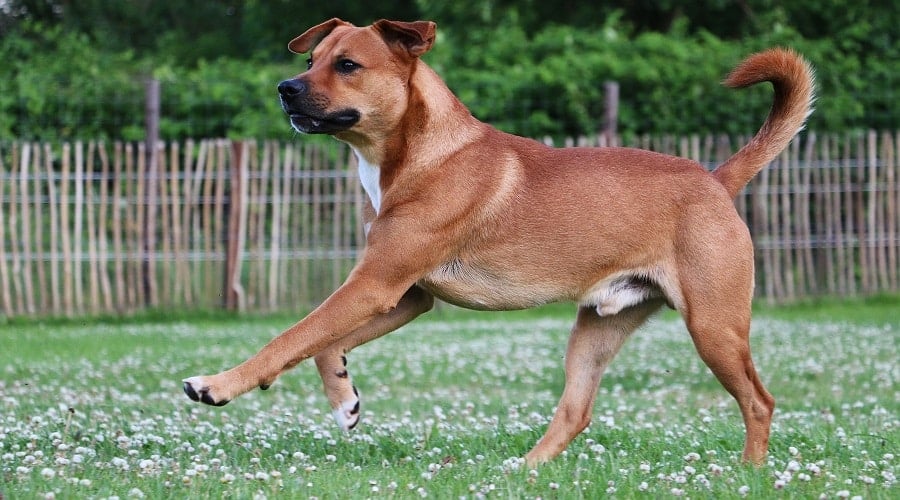 Golden Ridgeback Mix