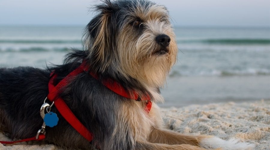 Golden Schnauzer Dog on Beach