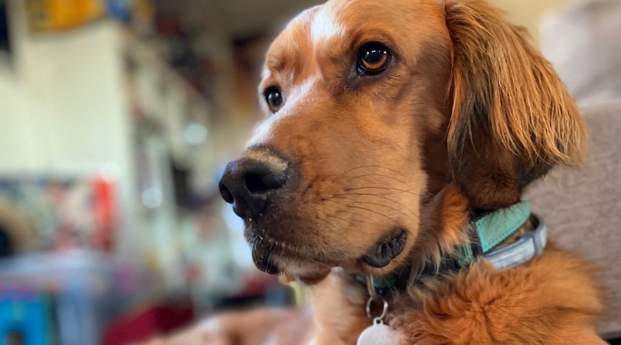 Golden Setter