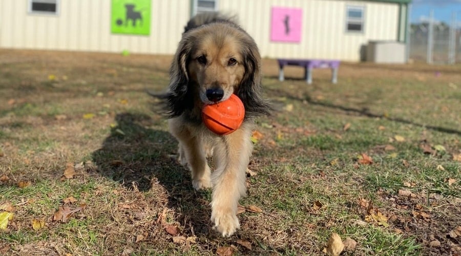 Golden Sheltie