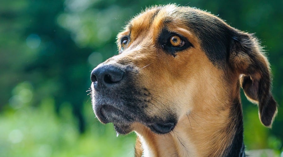 Golden Shepherd Dog