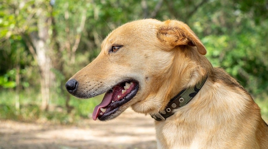 Golden Shepherd Rescue dog