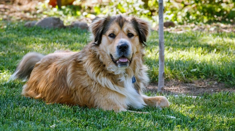 Golden Shepherd around meal time