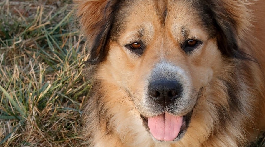 Golden Shepherd in Field