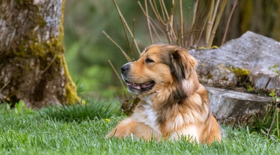 Golden Shepherd in grass
