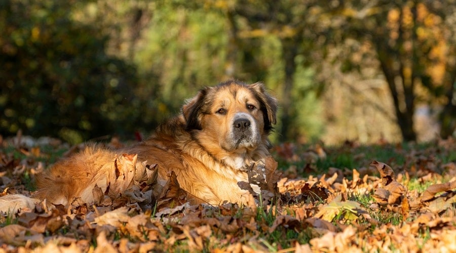 Golden Shepherd laying in leaves