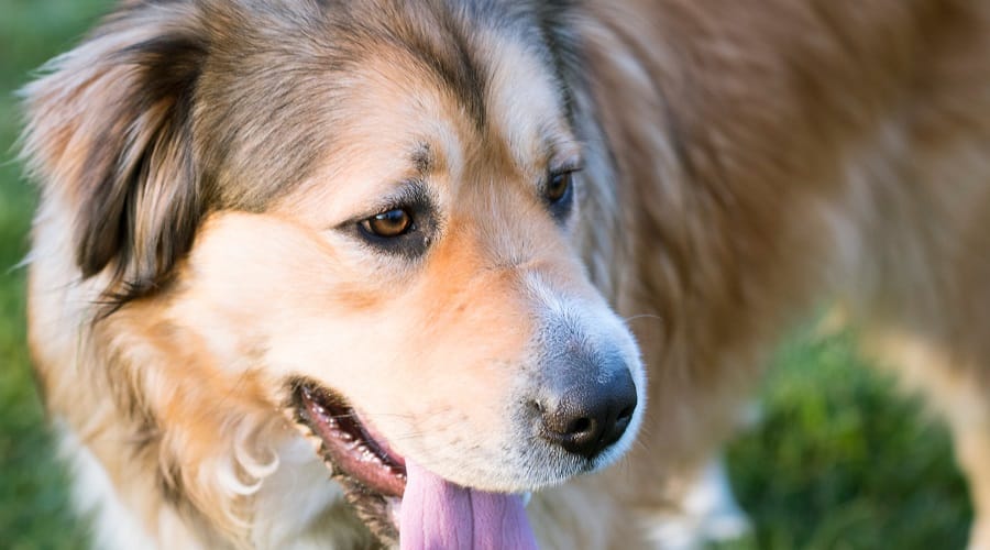 Golden Shepherd with tongue hanging out