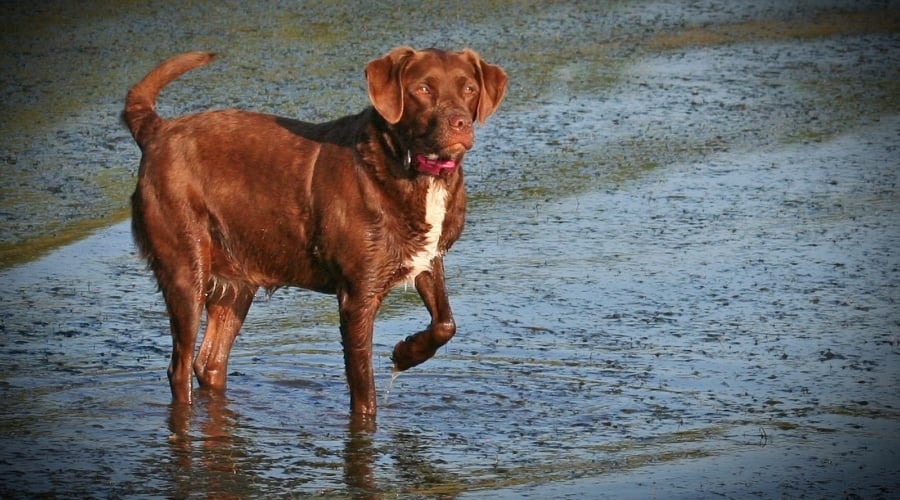 Golden Shorthaired Pointer
