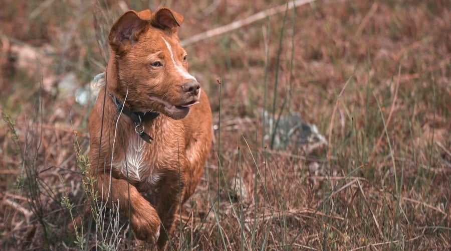 Golden Staffie