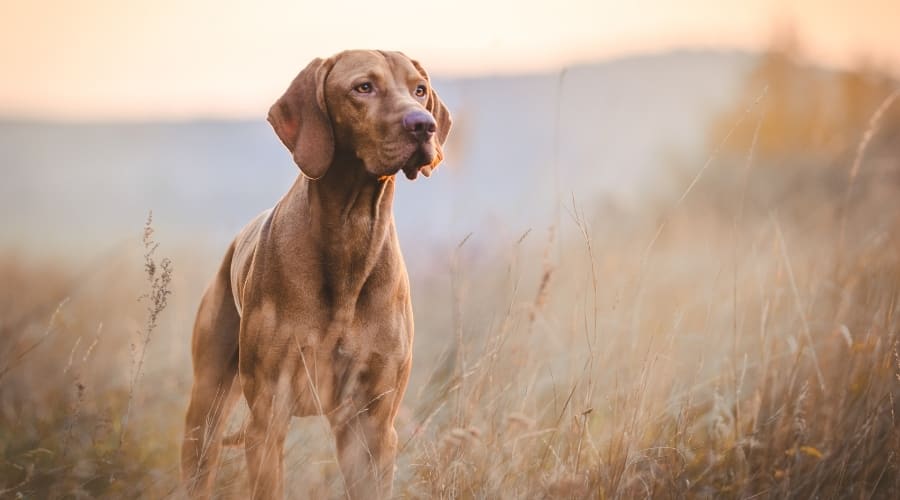 Golden Vizsla Standing in Field