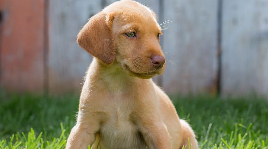 Golden Vizsla