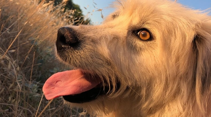 Golden Wheaten