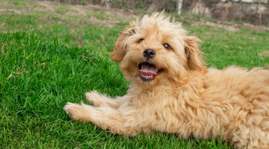 Golden Yorkie Mix Breed