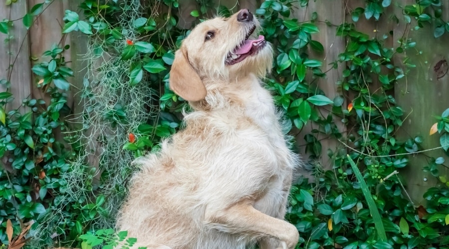 Golden Dog Looking Up For a Treat