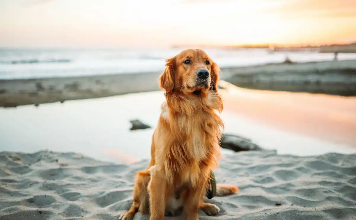 Golden dog sitting on the beach in Florida