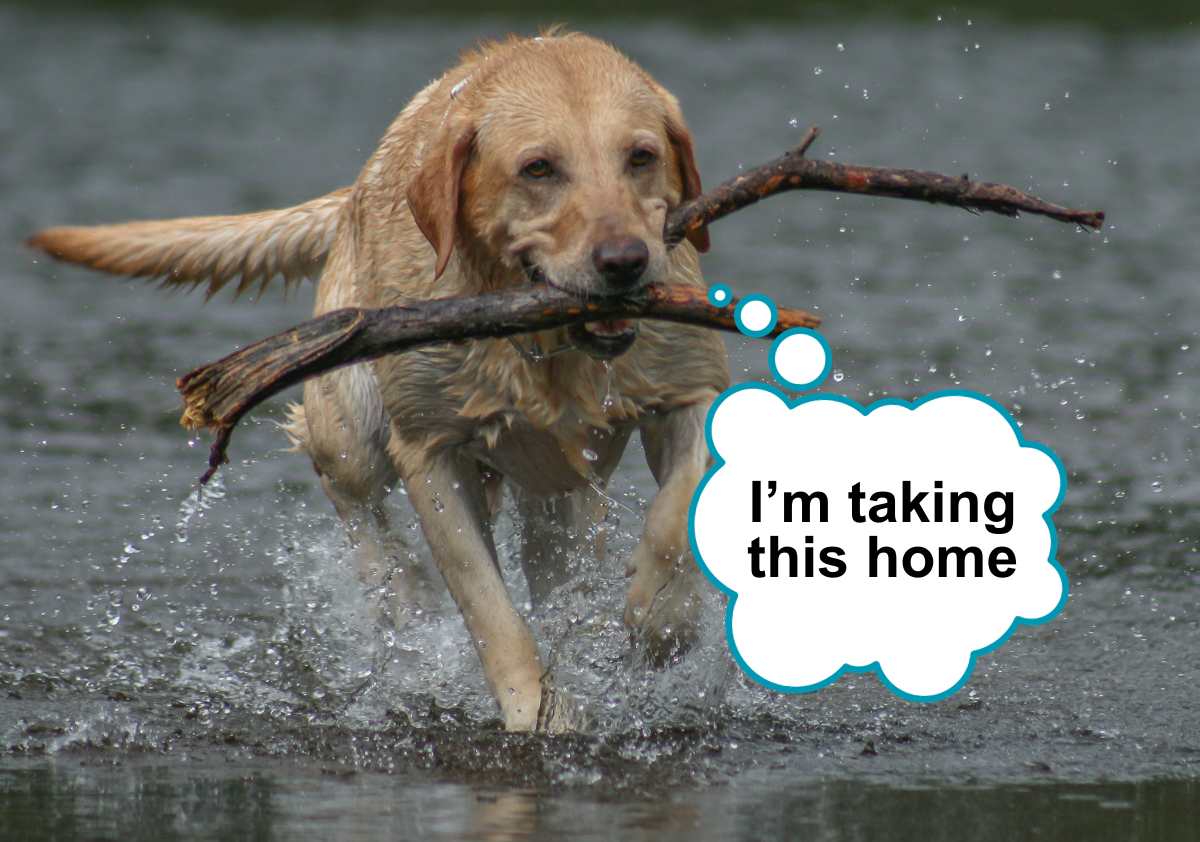 Golden Retriever carrying fallen tree in mouth next to lake