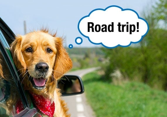 Golden Retriever sticking his head out the car window on a road trip