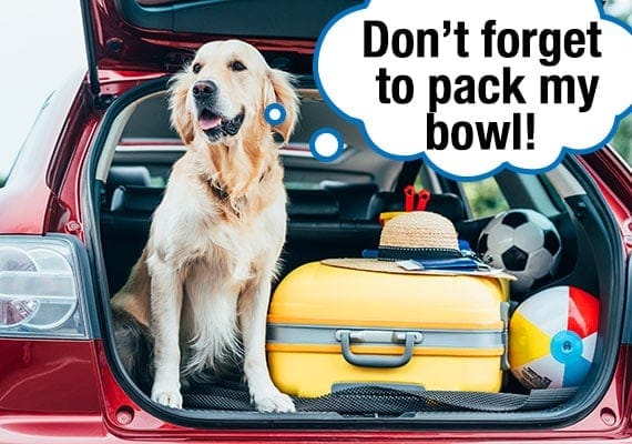 Golden Retriever sitting in trunk of car with luggage packed for summer vacation reminding family to pack his dog bowl
