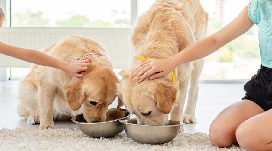 Golden Retrievers eating kibble out of bowls while being pet by girls.