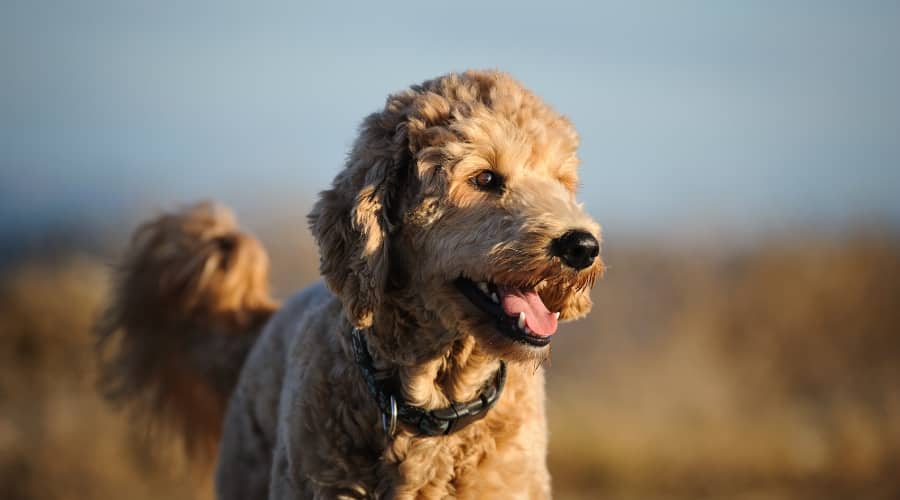 Goldendoodle in field