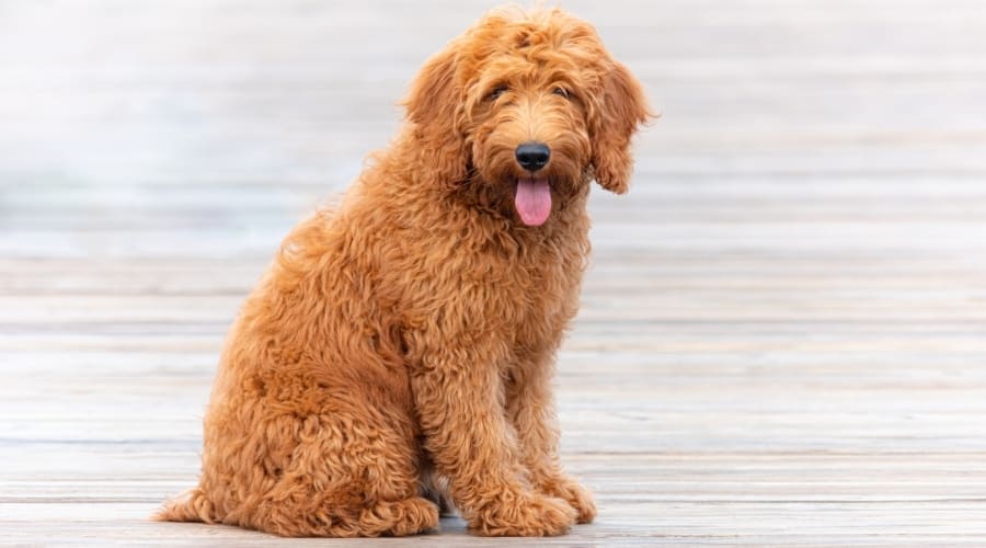 Goldendoodle