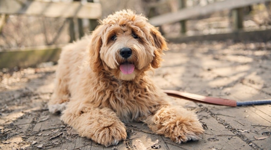 Goldendoodle