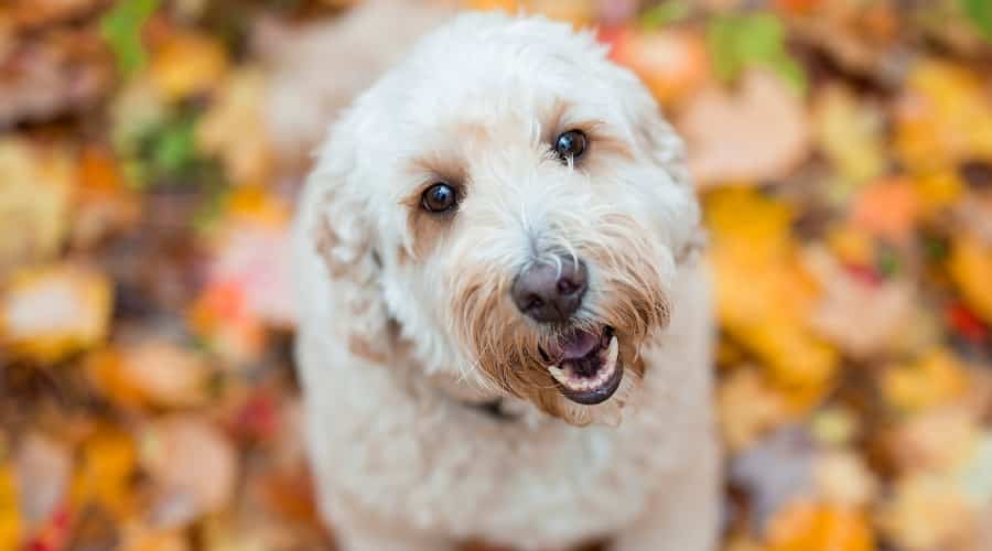 Goldendoodle Dog Outdoors