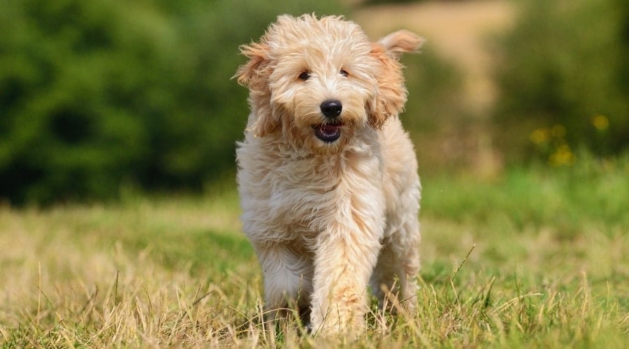 Apricot Goldendoodle dog outdoors in a field.