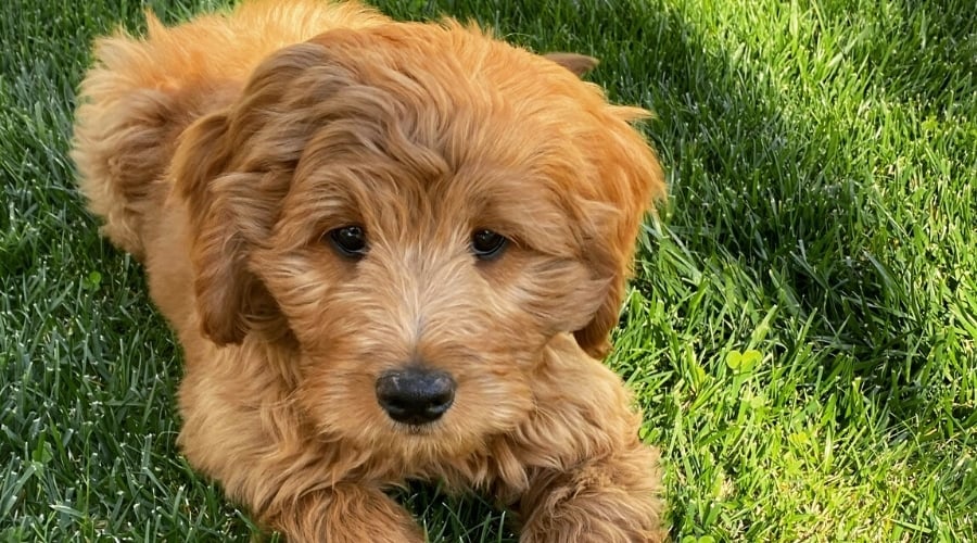 Goldendoodle Puppy