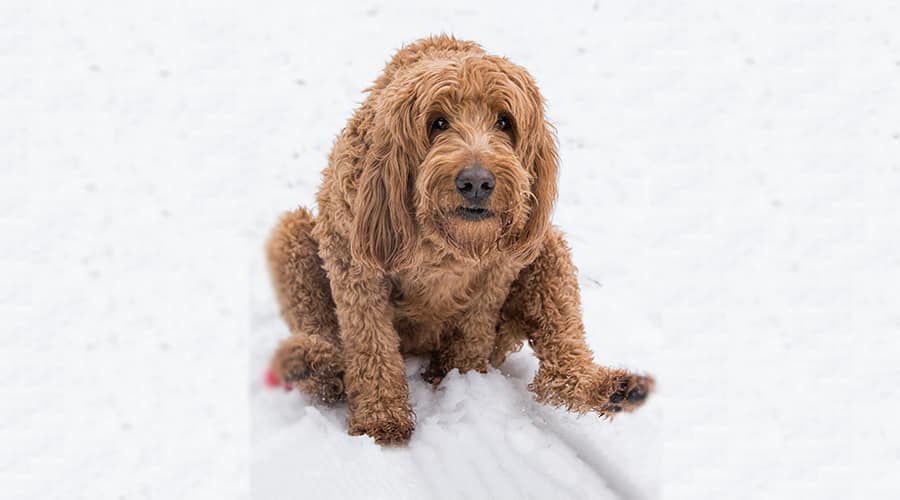 Goldendoodle scooting across the ground.