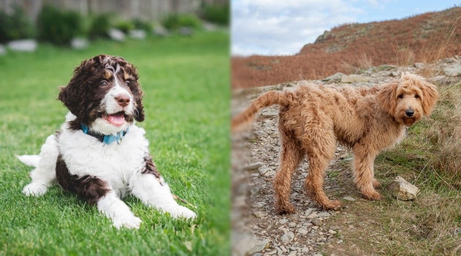 Goldendoodle and Bernedoodle outdoors