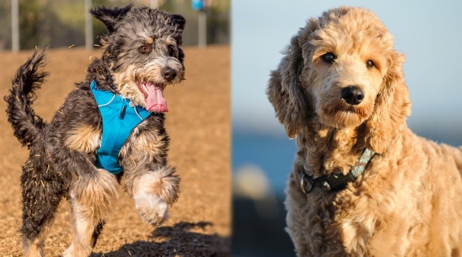 Two Doodle Type Dogs