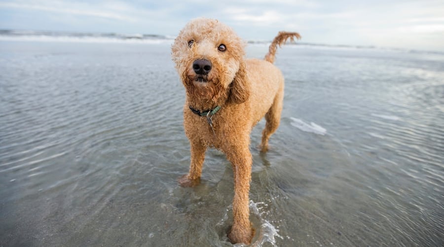 Goldendoodle on beach