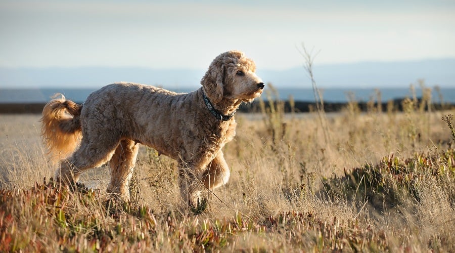 Goldendoodle