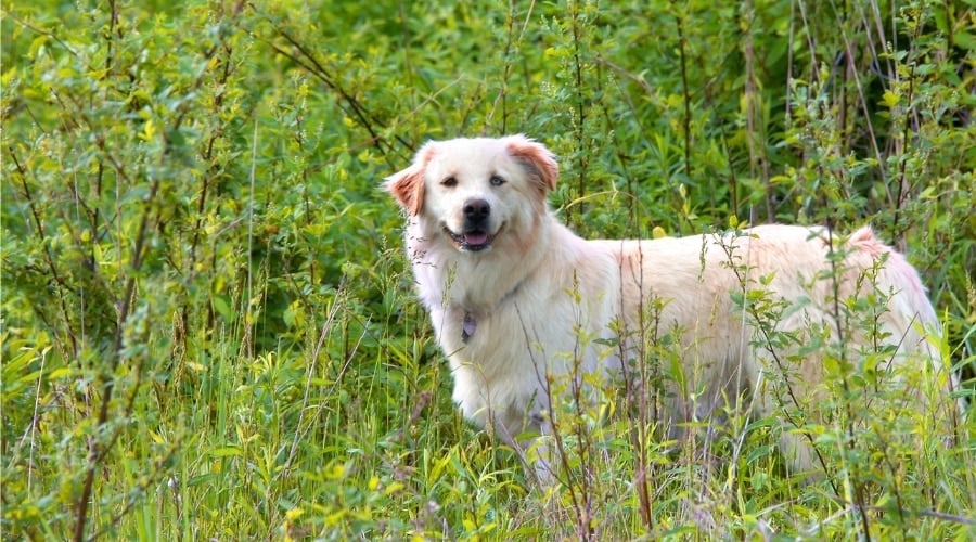 Goldenhoula