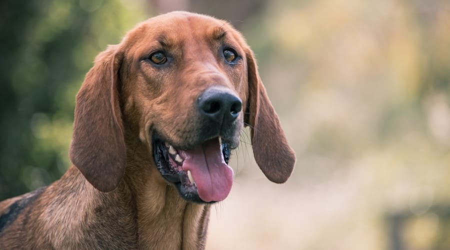 Goldenhound