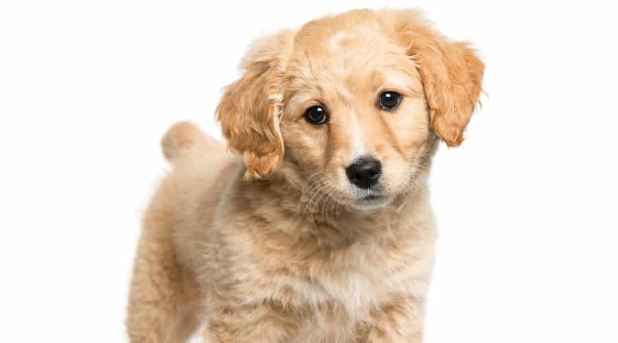 Goldenjack