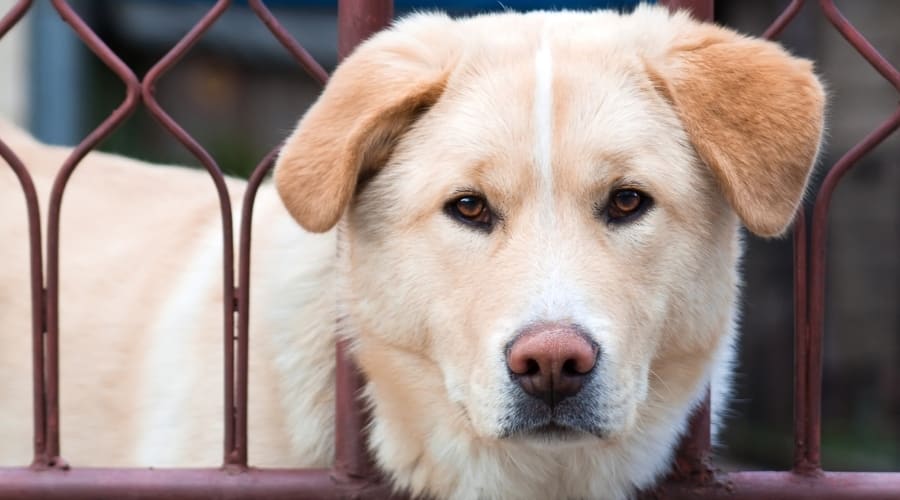 Goldenkita Mix