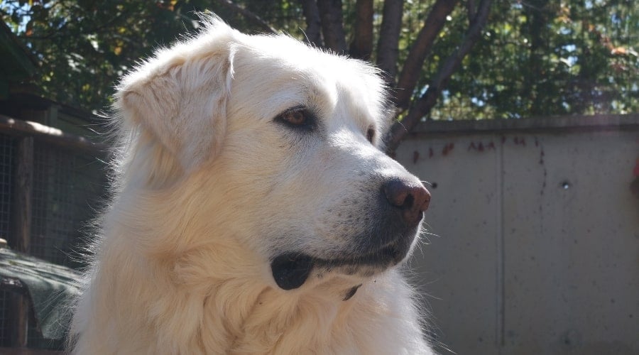 Goldentolian Dog