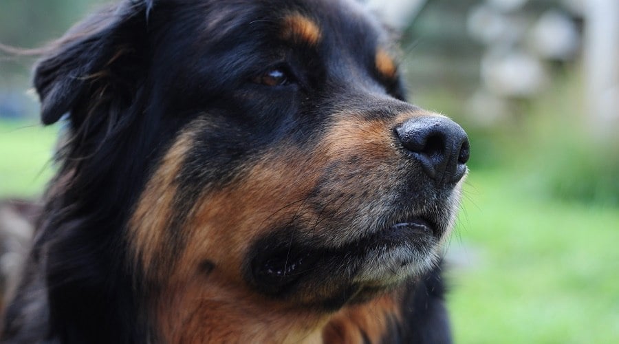 Goldenweiler