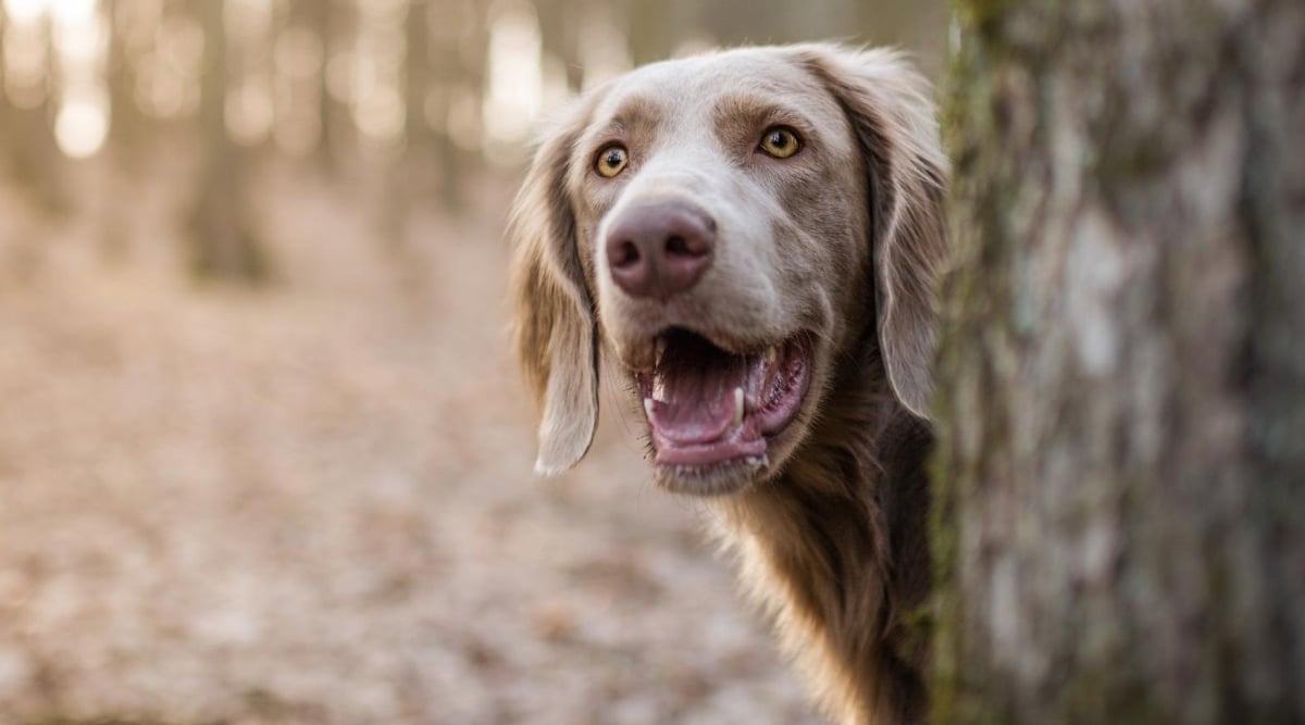 Goldmaraner mix.