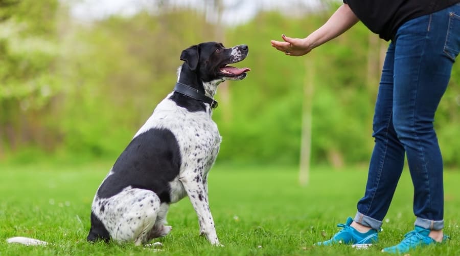 Good Dog Responding to Sit Command
