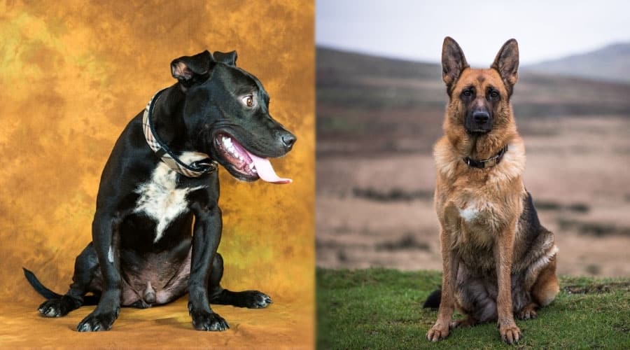 Good Dogs Sitting